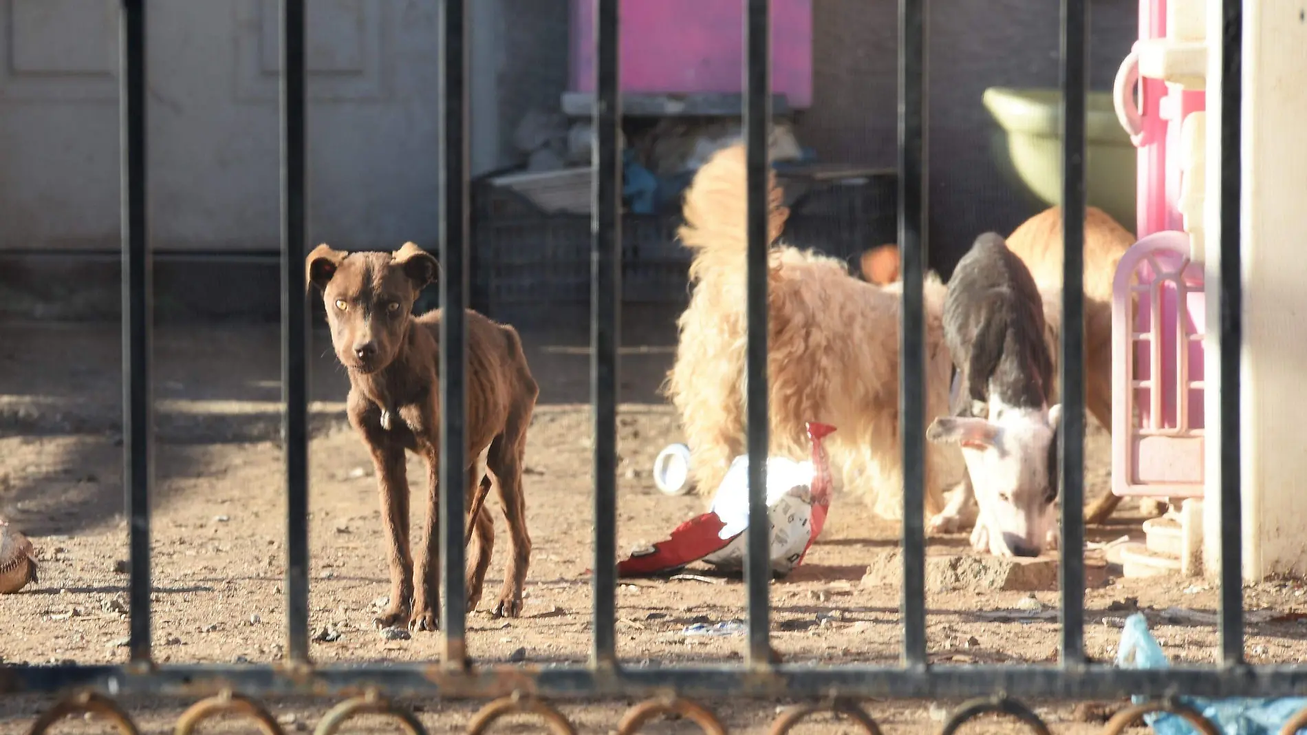 PERROS ENFERMOS 